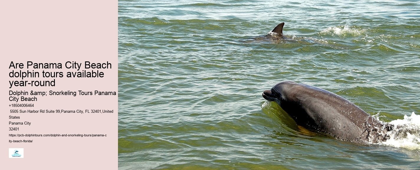 Are Panama City Beach dolphin tours available year-round