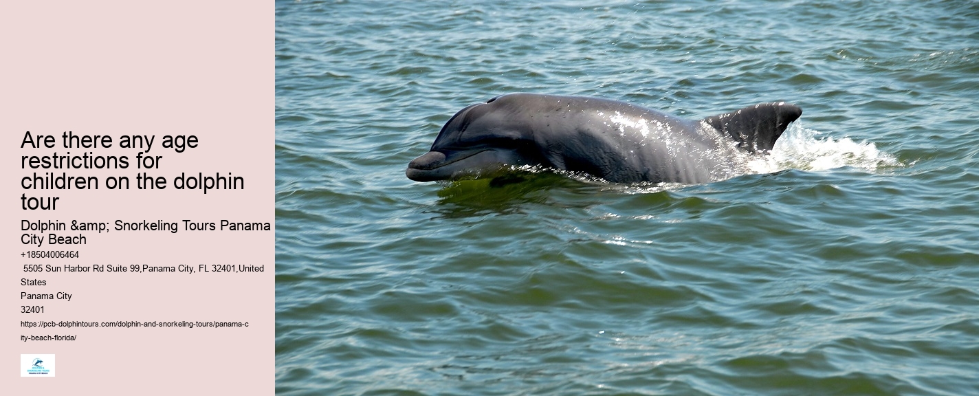 Top Panama City Beach Dolphin Watching