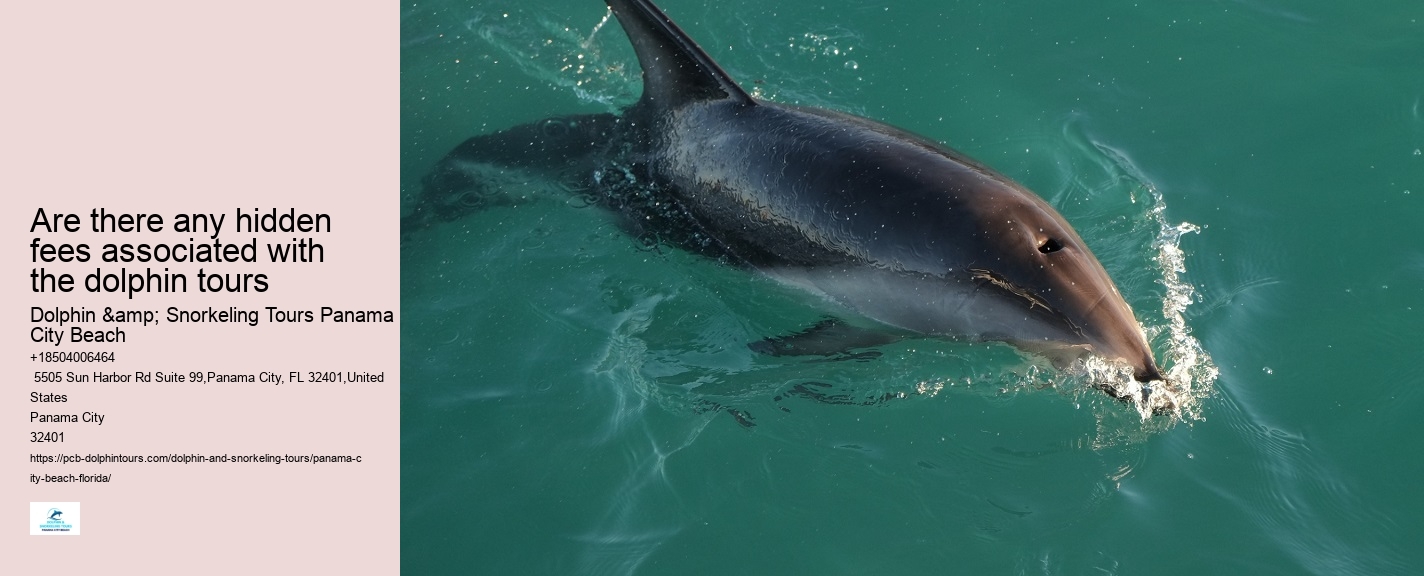 Are there any hidden fees associated with the dolphin tours