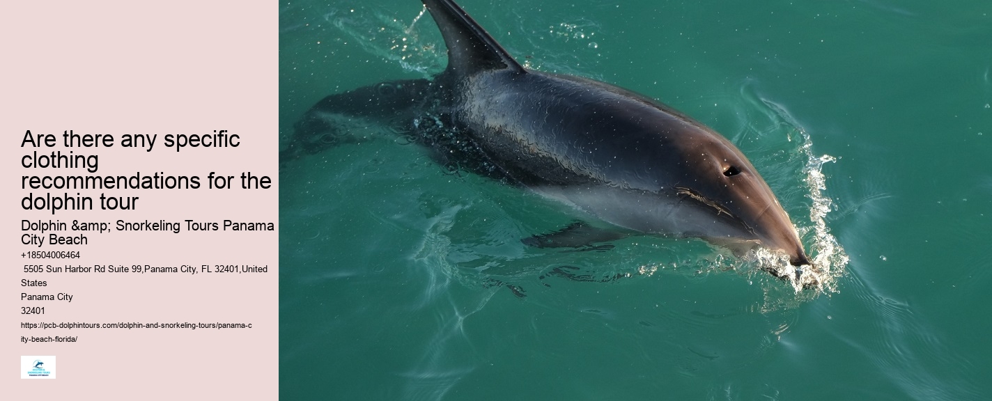 Panama City Beach Dolphin And Snorkel Tours