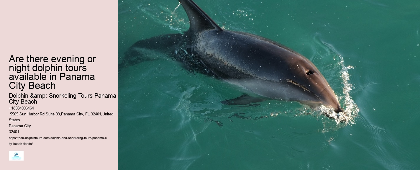 PCB Dolphin Viewing Tours