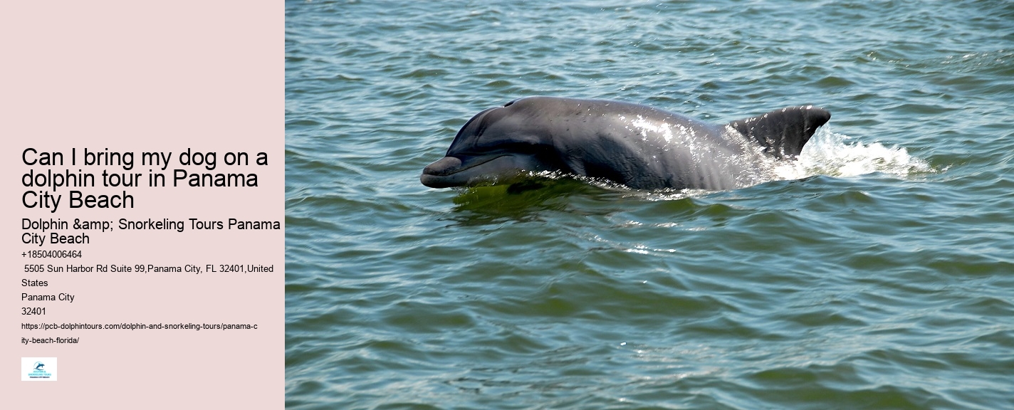 How Much Does It Cost To Swim With Dolphins In Florida