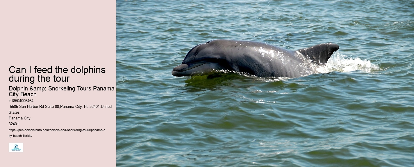 Panama City Beach dolphin safari