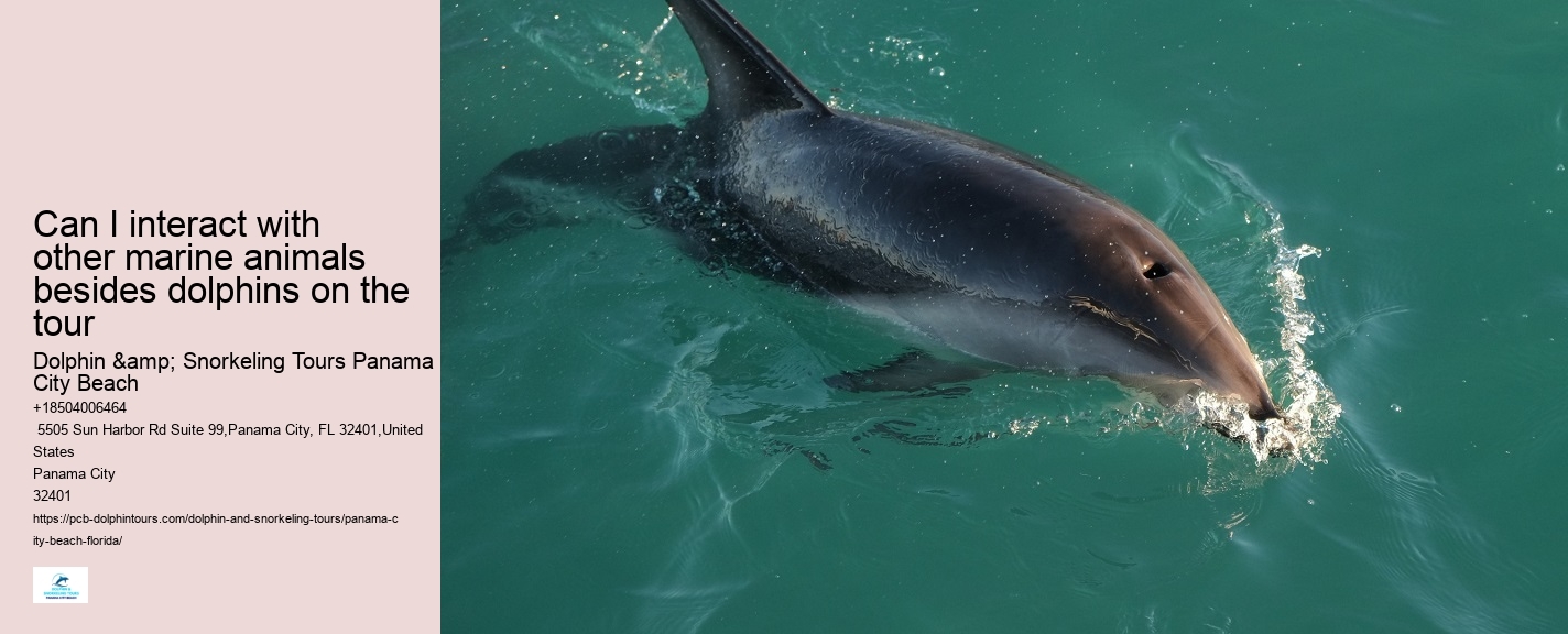 Can I interact with other marine animals besides dolphins on the tour