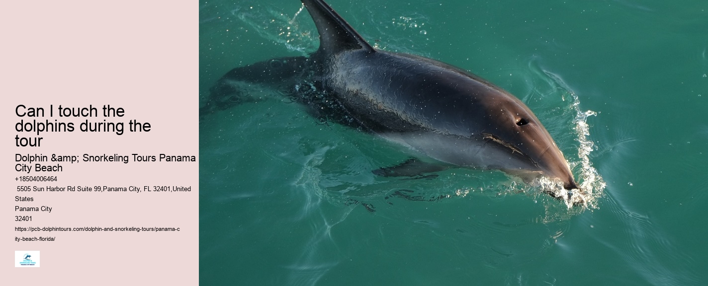 Can I touch the dolphins during the tour