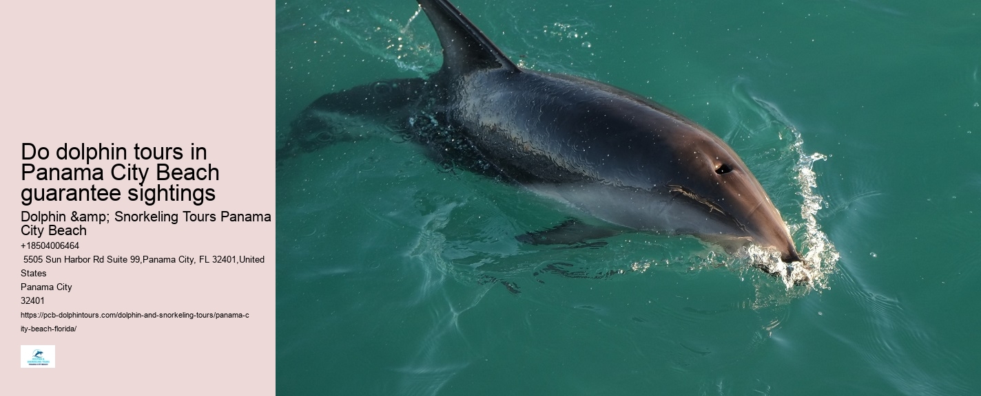 Panama City Beach dolphin adventures