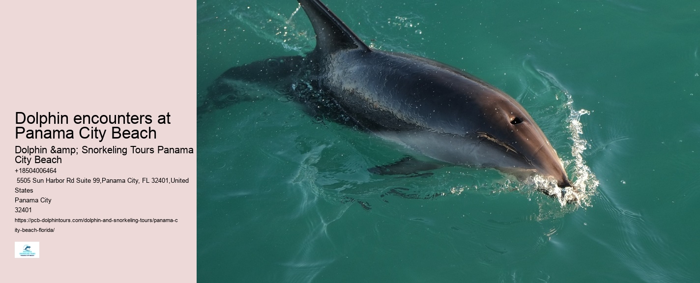 Dolphin encounters at Panama City Beach