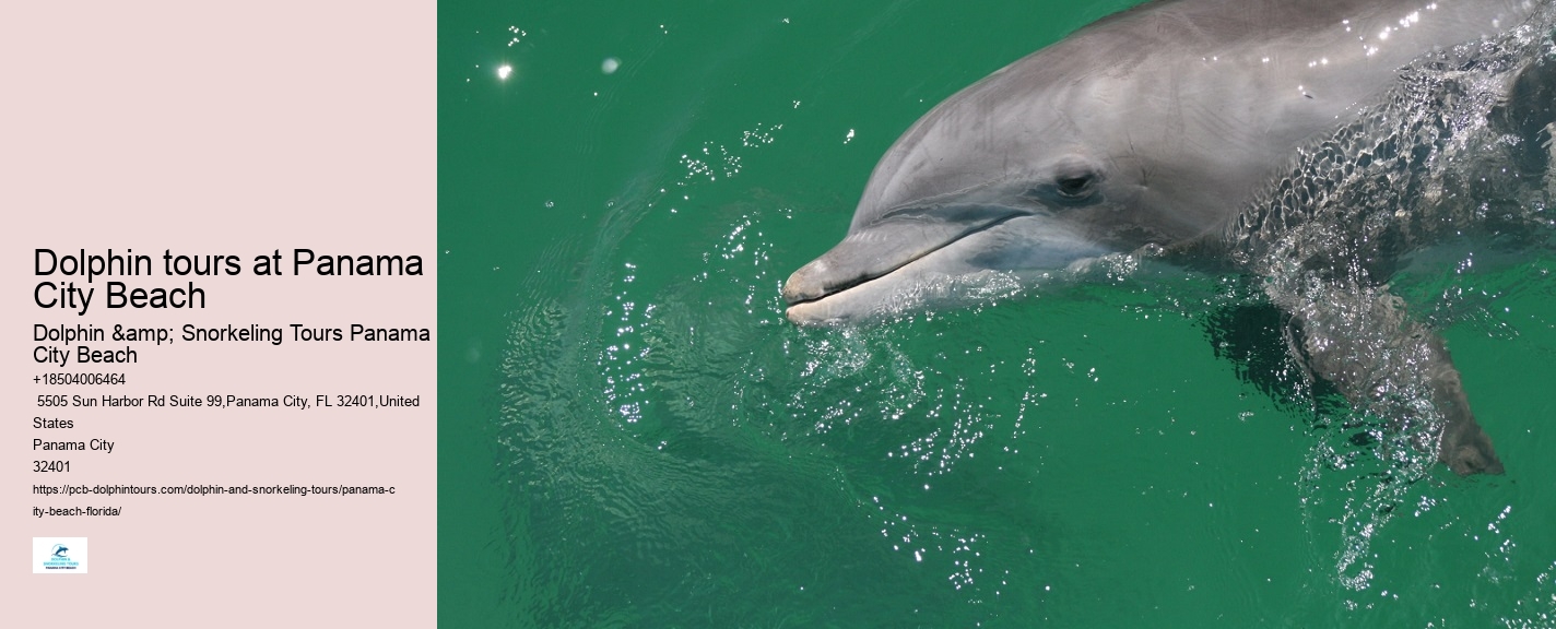 Dolphin tours at Panama City Beach
