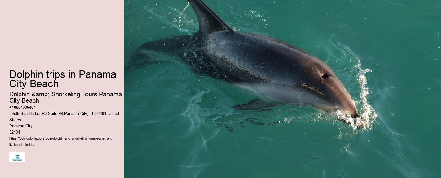 Dolphin trips in Panama City Beach