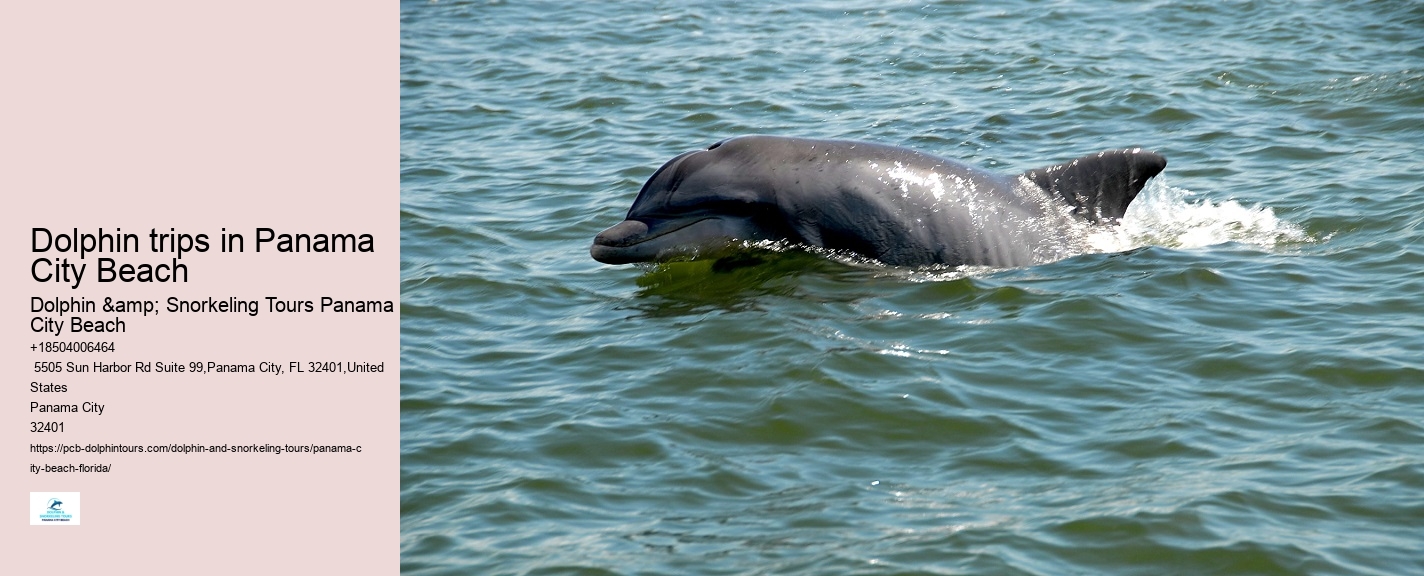 How Much Does It Cost To Swim With The Dolphins At Panama City Beach