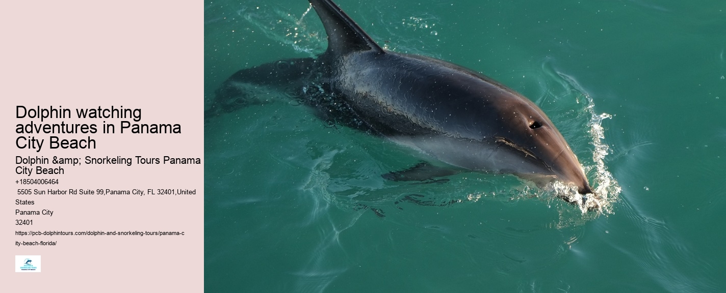 Dolphin watching adventures in Panama City Beach