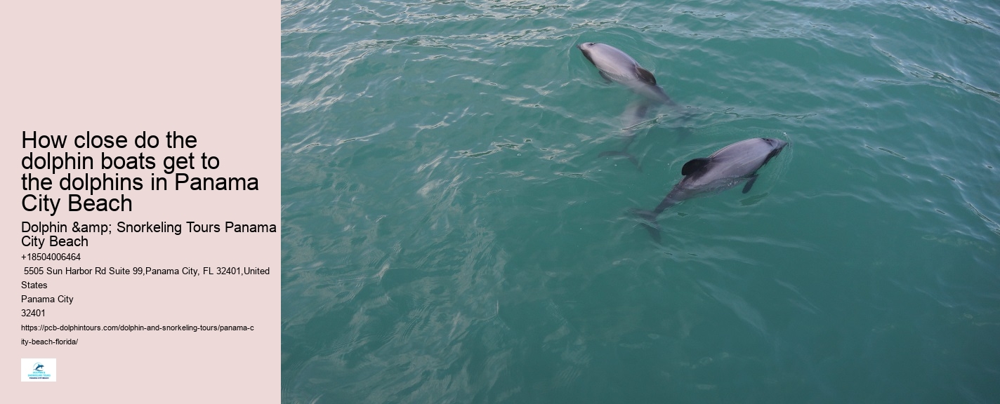 Best Dolphin Tours Panama City Beach