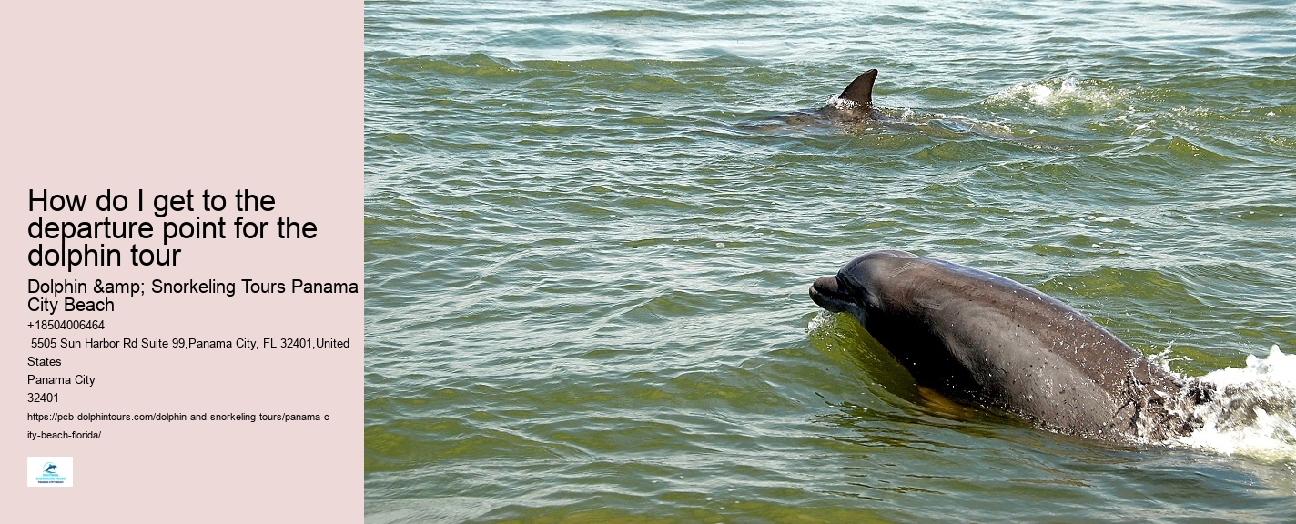How do I get to the departure point for the dolphin tour