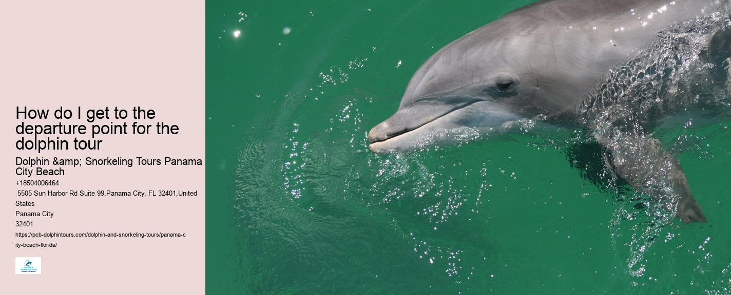 Dolphin Exploration Cruises in Panama City Beach