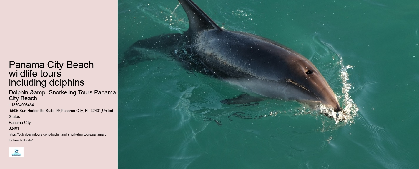 Dolphin boat tours at Panama City Beach