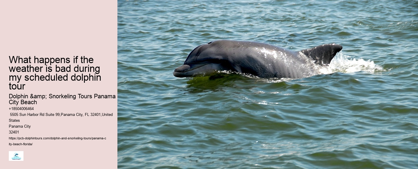 Panama City Beach dolphin spotting excursions