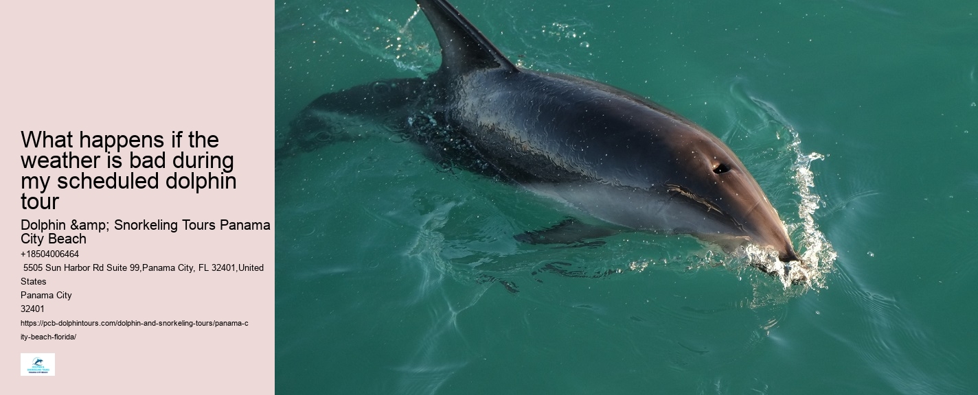 9 Great Dolphin Tours In Panama City Beach