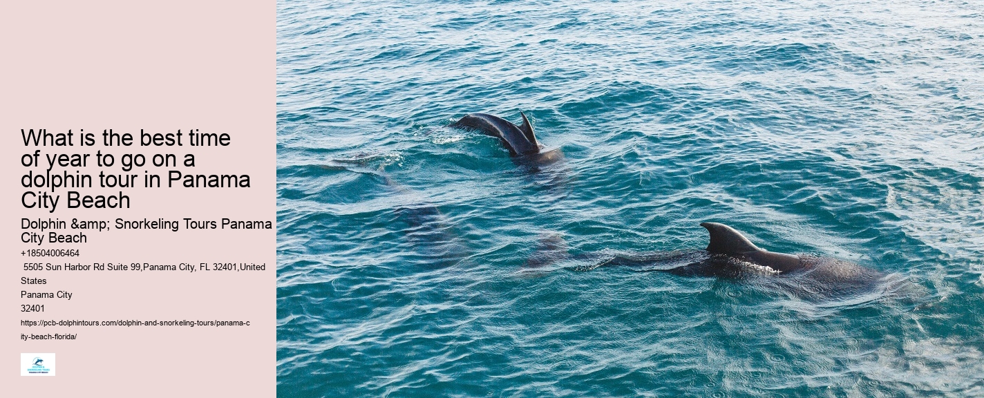 Where In Florida Do You Swim With Dolphins