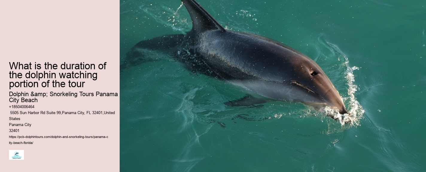 How Deep Is The Water When You Swim With Dolphins