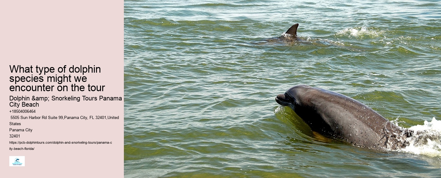 What type of dolphin species might we encounter on the tour