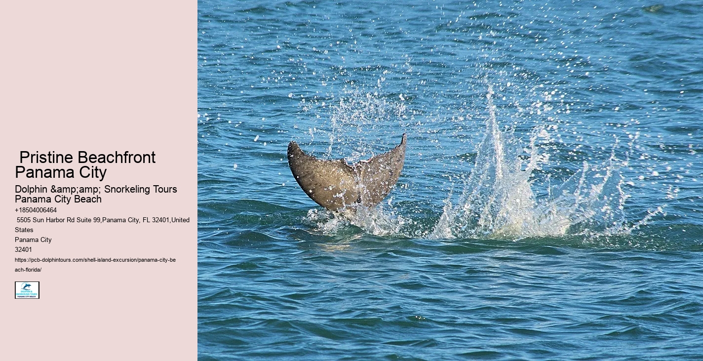  Swimming With Dolphins