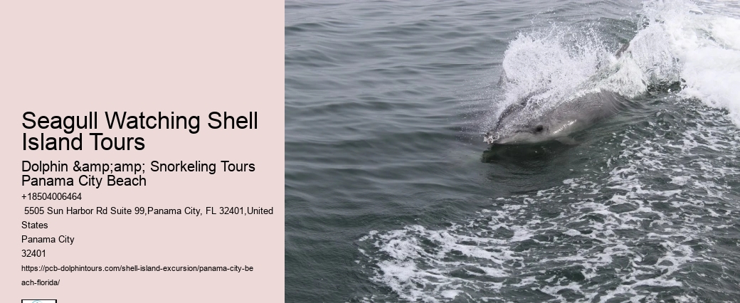 Best Dolphin Tour