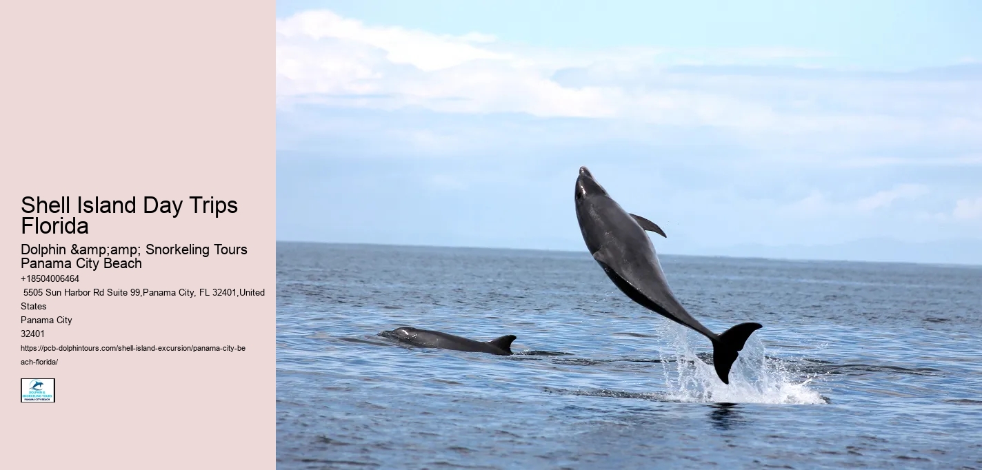  About Shell Island & Dolphins
