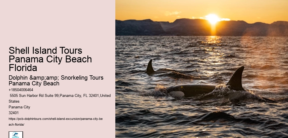  Shell Island Dolphin Tours Panama City Beach Fl