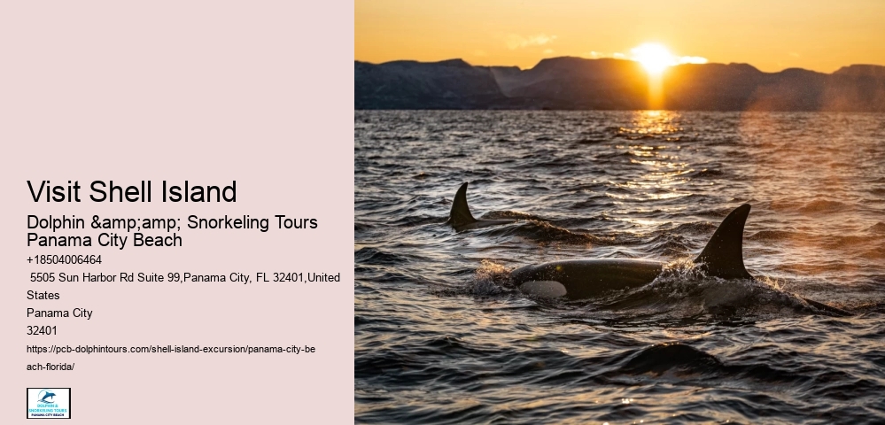  Best Shell Island Excursions Panama City Beach Florida