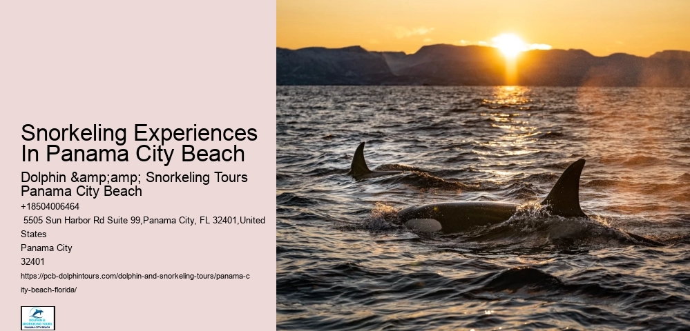 Pcb Snorkel Watching Experiences