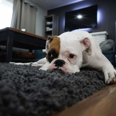 How long should you stay off carpet after shampooing