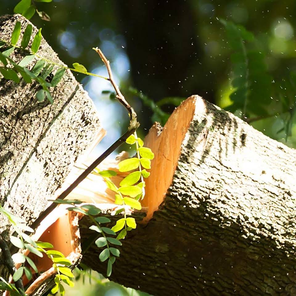Leeds Tree Service Llc Cambridge Wi