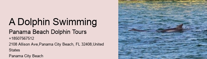 Is swimming with dolphins an additional cost on the tour