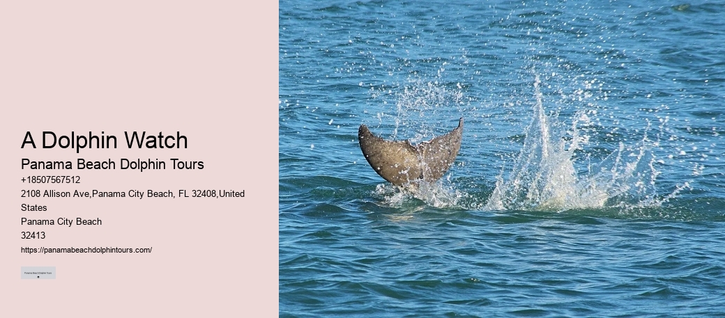 What Not To Do With Dolphins