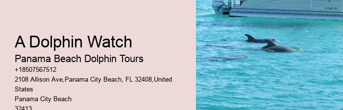 Exclusive Dolphin Snorkeling Excursions