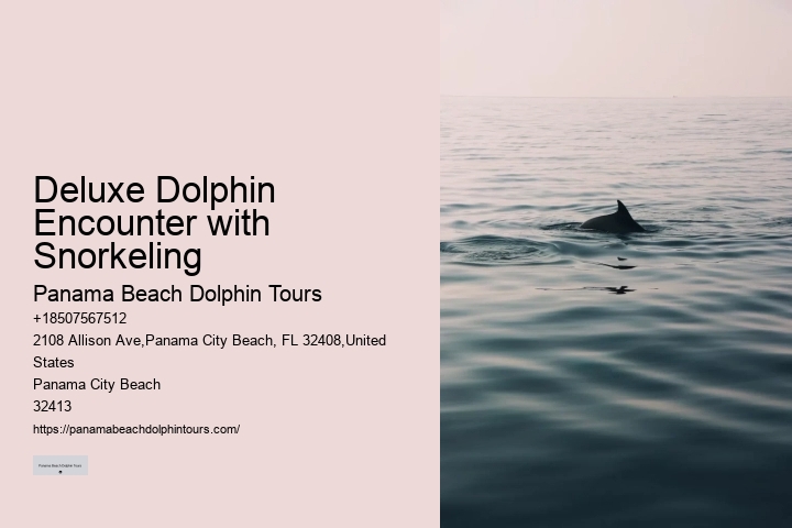 Individual Dolphin Discovery and Snorkeling