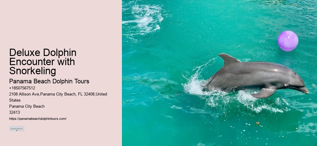 Elite Dolphin Interaction and Snorkeling Tours