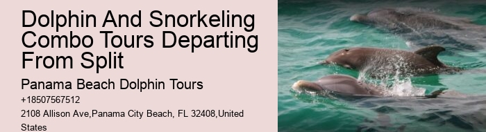 Bespoke Dolphin Expedition with Snorkeling