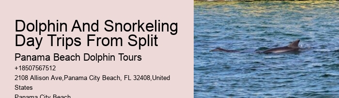 Panama City Beach dolphin discovery excursions