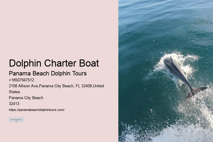 Individual Dolphin Watching with Snorkeling