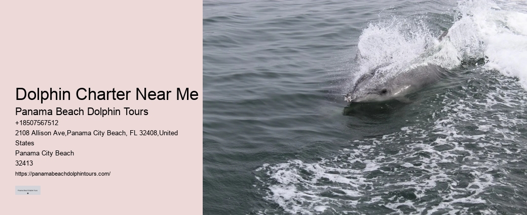 Dolphin watching trips at Panama City Beach