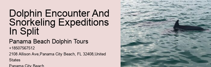 Intimate Dolphin Swim and Snorkeling Trips