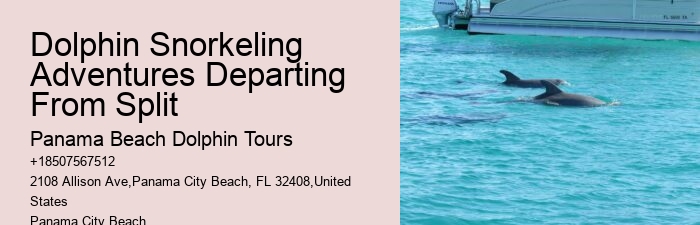 Split Vip Dolphin Watching And Snorkeling Tours