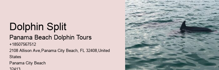 Flippers Dolphin Cruise