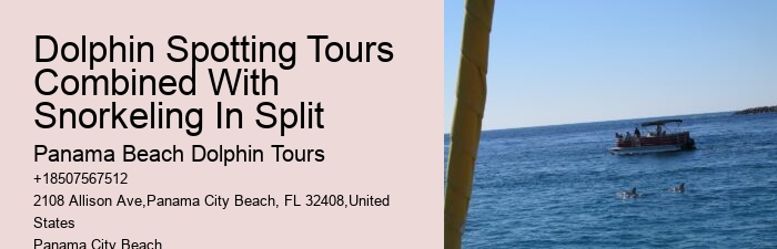 Intimate Dolphin Exploration and Snorkeling