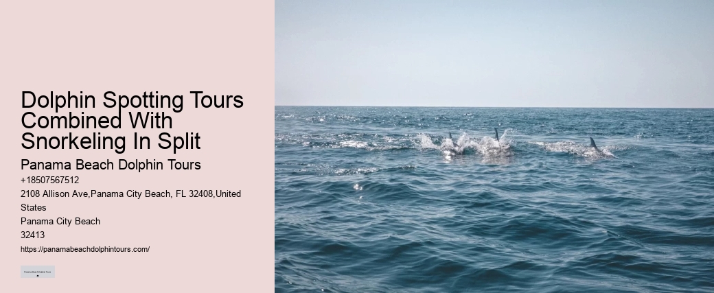 Bespoke Dolphin Spotting and Snorkeling
