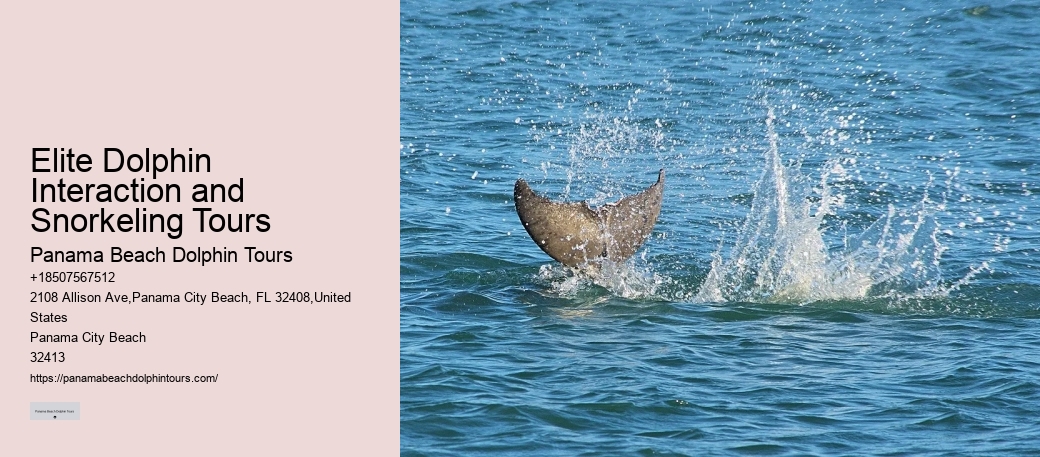 Split Budget-friendly Dolphin Snorkeling Excursions