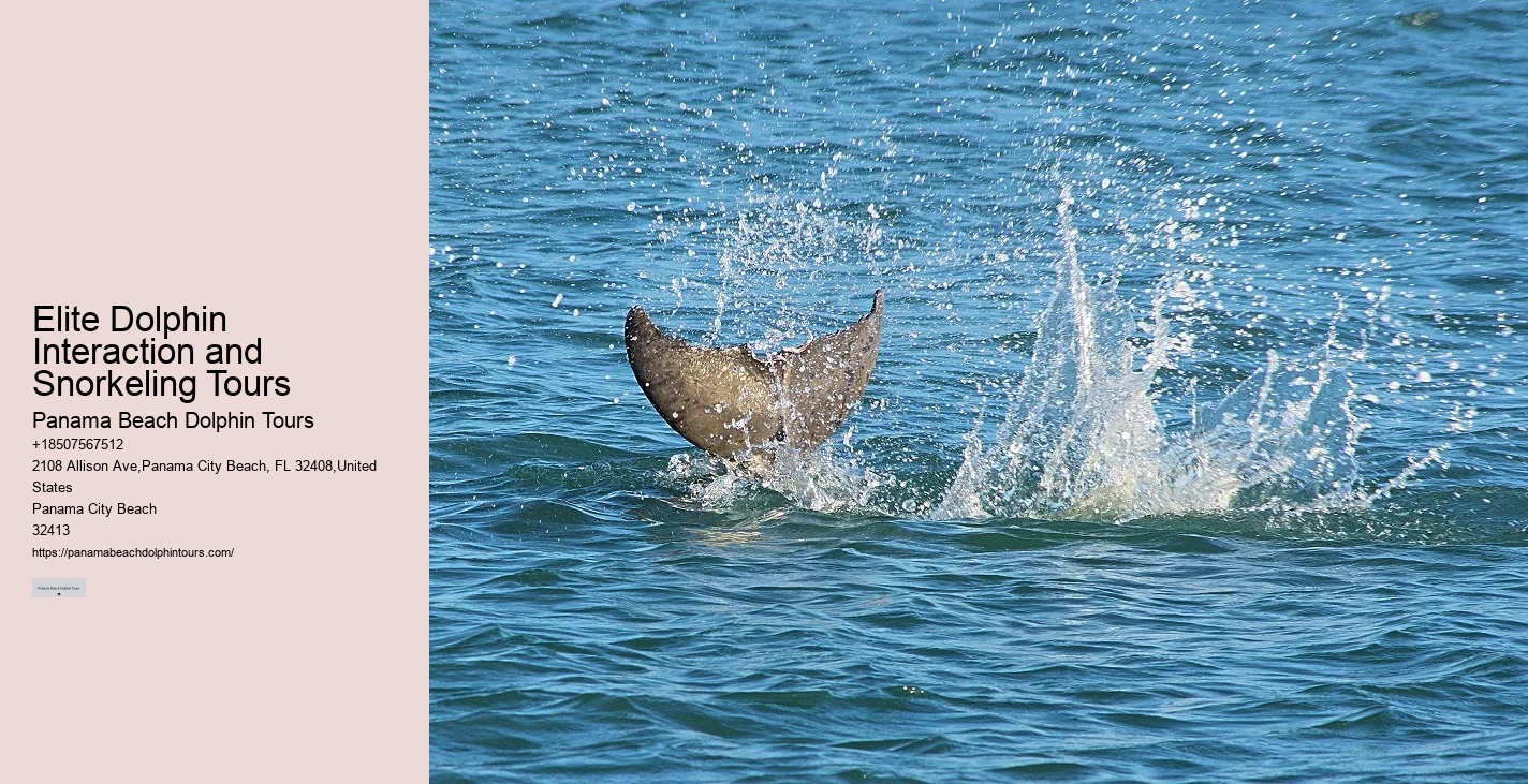 Split Ultimate Dolphin And Snorkeling Expeditions