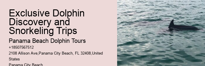 Panama City Beach Dolphin Swim
