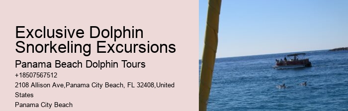 VIP Dolphin Swim and Snorkeling Tours